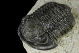 Detailed Gerastos Trilobite Fossil - Morocco #118999-5